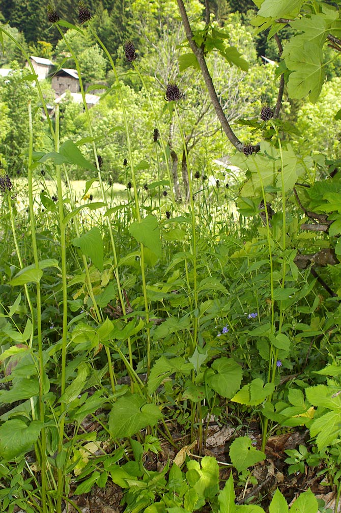 Phyteuma ovatum ssp. ovatum/Raponzolo plumbeo